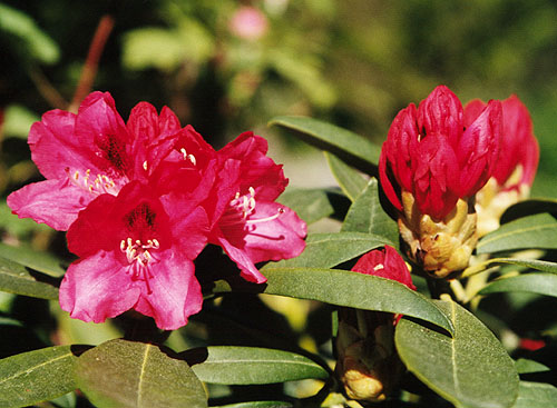 Rosa rododendron