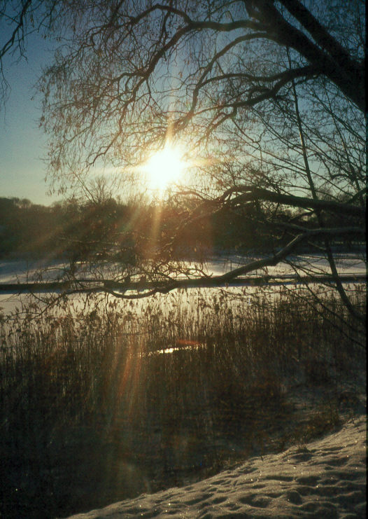 Djurgården in winter