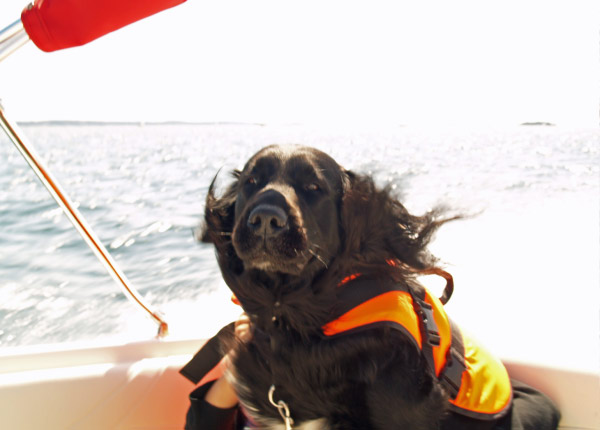 Boat dog